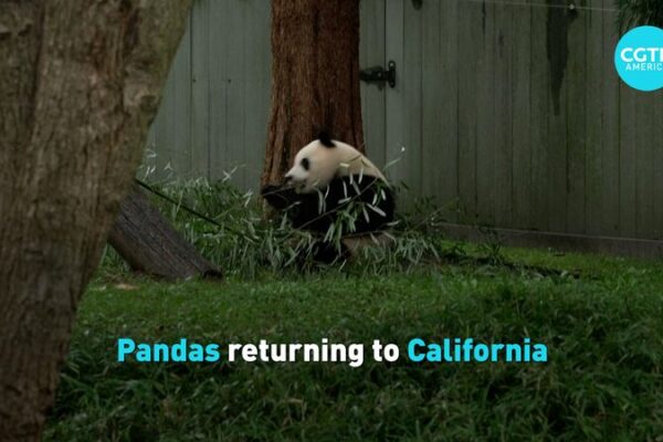 Pandas Headed Back to California as China-US Mark 45 Years 🐼🌉 Pandas_Headed_Back_to_California_as_China_US_Mark_45_Years___ video poster