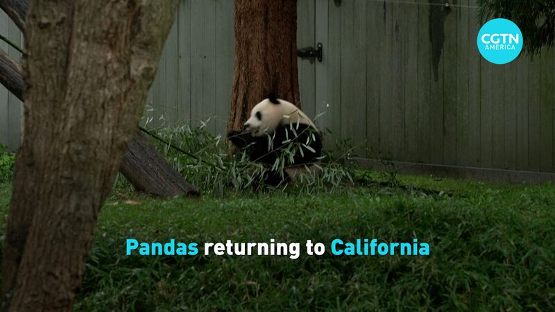Pandas_Headed_Back_to_California_as_China_US_Mark_45_Years____poster - 🌍NewspaperAmigo – Your Global News Buddy 🗞️ Pandas_Headed_Back_to_California_as_China_US_Mark_45_Years___ video poster