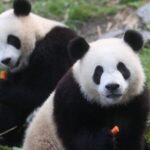 __Pandas_Tian_Bao__Bao_Di___Bao_Mei_to_Return_to_China_from_Belgian_Zoo_in_2024