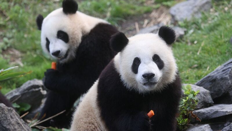 __Pandas_Tian_Bao__Bao_Di___Bao_Mei_to_Return_to_China_from_Belgian_Zoo_in_2024