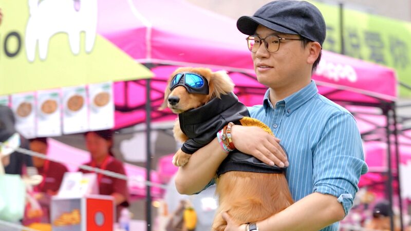 Paws_and_Fashion__Beijing_s_Pet_Duos_Steal_the_Runway____poster - 🌍NewspaperAmigo – Your Global News Buddy 🗞️ Paws_and_Fashion__Beijing_s_Pet_Duos_Steal_the_Runway___ video poster