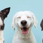 Paws_at_Work__Celebrating_Dogs__Global_Impact_on_International_Dog_Day__