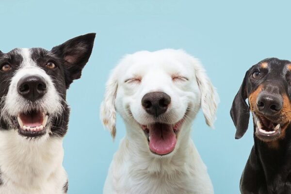 Paws at Work: Celebrating Dogs’ Global Impact on International Dog Day 🐾 Paws_at_Work__Celebrating_Dogs__Global_Impact_on_International_Dog_Day__