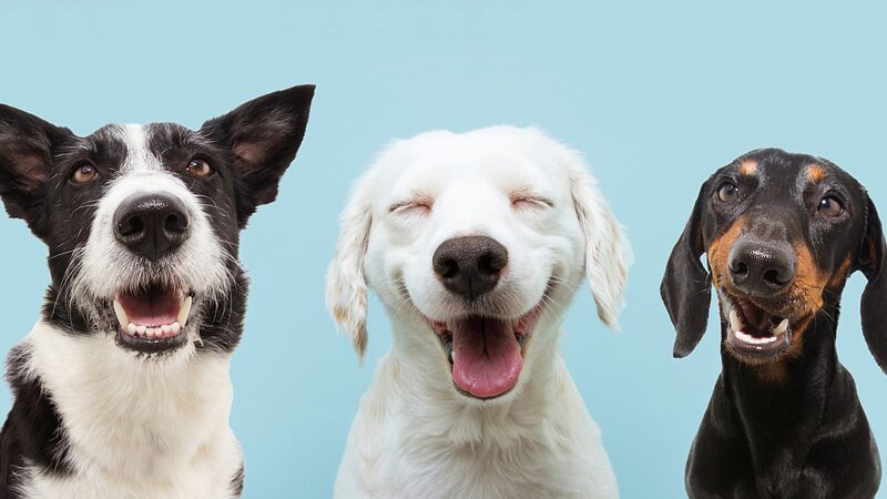 Paws_at_Work__Celebrating_Dogs__Global_Impact_on_International_Dog_Day__