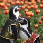 Penguins_Frolic_in_Nanjing_Tulip_Fields___