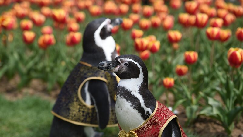 Penguins_Frolic_in_Nanjing_Tulip_Fields___