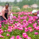 Peony_Power__China_s_Blooming_Secret_to_Beauty___Wellness___