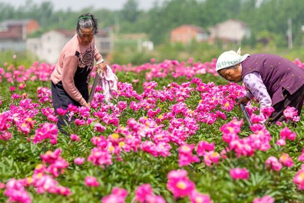 Peony Power: China’s Blooming Secret to Beauty & Wellness 🌸✨ Peony_Power__China_s_Blooming_Secret_to_Beauty___Wellness___