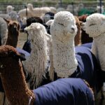 Peru_s_Alpaca_Fest___China_s_Sheep_Shearing_Showcase_Cultural_Vibes___