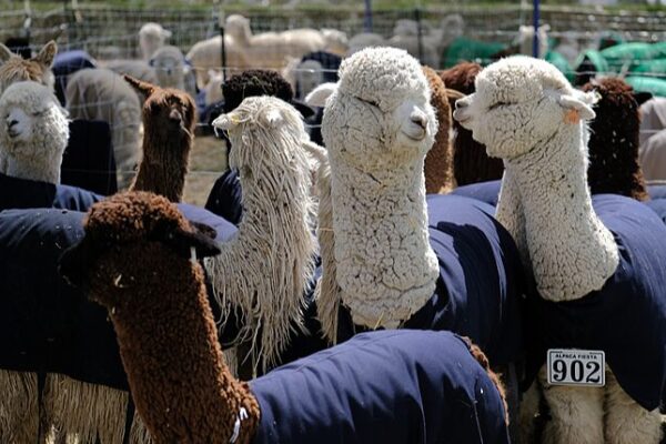 Peru’s Alpaca Fest & China’s Sheep-Shearing Showcase Cultural Vibes 🦙🐑 Peru_s_Alpaca_Fest___China_s_Sheep_Shearing_Showcase_Cultural_Vibes___