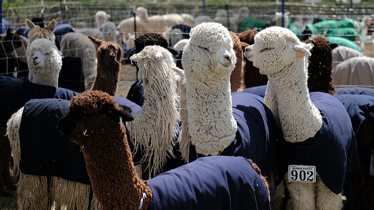 Peru_s_Alpaca_Fest___China_s_Sheep_Shearing_Showcase_Cultural_Vibes___
