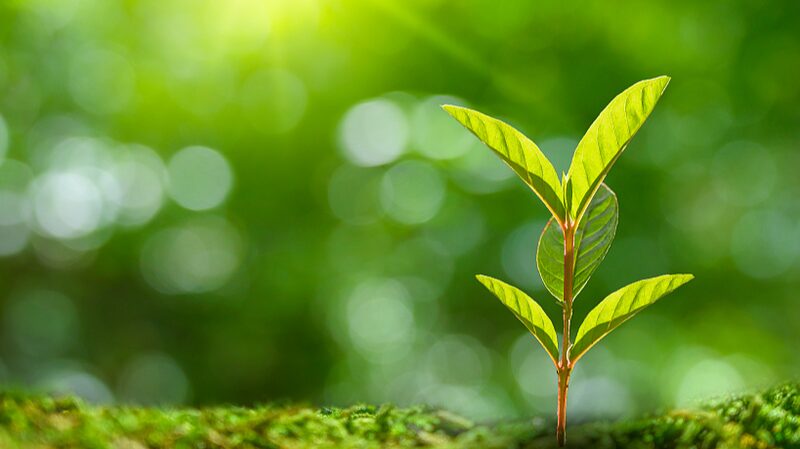 Plants__Secret__Cry_for_Help__Uncovered_by_Chinese_Scientists_ - 🌍NewspaperAmigo – Your Global News Buddy 🗞️ __Plants__Secret__Cry_for_Help__Uncovered_by_Chinese_Scientists_