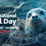 Plastic__Necklaces__Endanger_Seals__A_Global_Crisis____ video poster