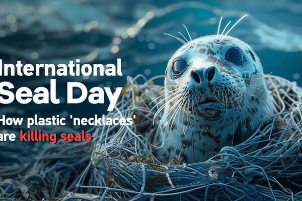 Plastic ‘Necklaces’ Endanger Seals: A Global Crisis 🌊🦈💔 Plastic__Necklaces__Endanger_Seals__A_Global_Crisis____ video poster