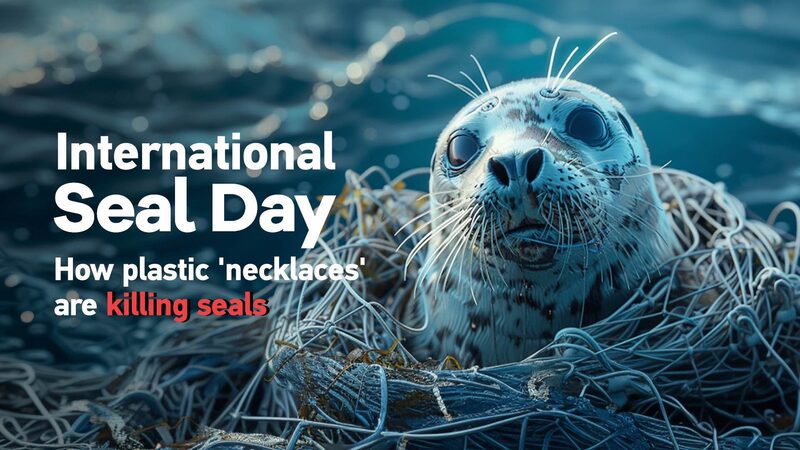 Plastic__Necklaces__Endanger_Seals__A_Global_Crisis_____poster - 🌍NewspaperAmigo – Your Global News Buddy 🗞️ Plastic__Necklaces__Endanger_Seals__A_Global_Crisis____ video poster