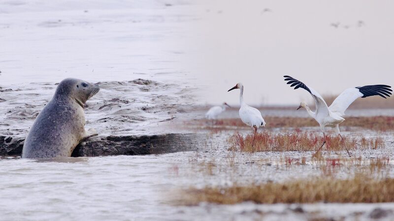 Protected Species Thrive in Liao River Estuary Protected_Species_Thrive_in_Liao_River_Estuary video poster