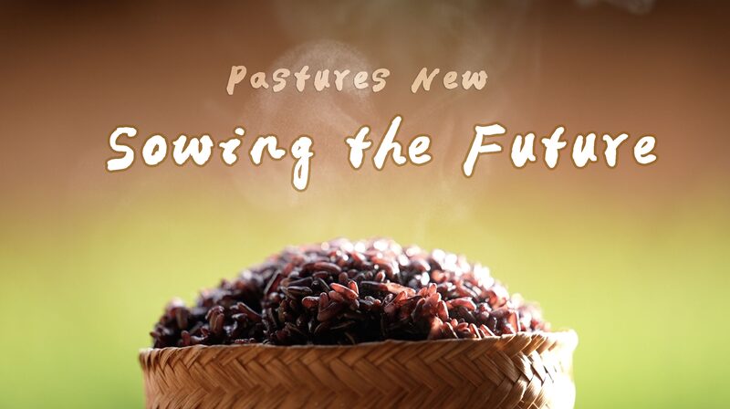 Purple_Rice_Revival__Preserving_Heritage_in_Yunnan____poster - 🌍NewspaperAmigo – Your Global News Buddy 🗞️ Purple_Rice_Revival__Preserving_Heritage_in_Yunnan___ video poster