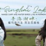 Qinghai_Lake__Wildlife_Thrives_in_Harmony____ video poster