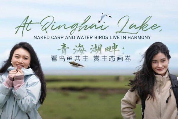Qinghai Lake: Wildlife Thrives in Harmony 🌿🐟🦅 Qinghai_Lake__Wildlife_Thrives_in_Harmony____ video poster
