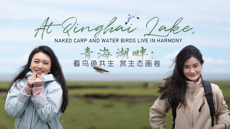 Qinghai_Lake__Wildlife_Thrives_in_Harmony_____poster - 🌍NewspaperAmigo – Your Global News Buddy 🗞️ Qinghai_Lake__Wildlife_Thrives_in_Harmony____ video poster