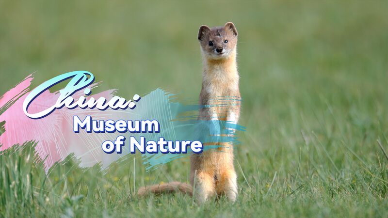 Qinghai_Province__Nature_s_Thriving_Pinnacle_on_the_Qinghai_Xizang_Plateau___ video poster