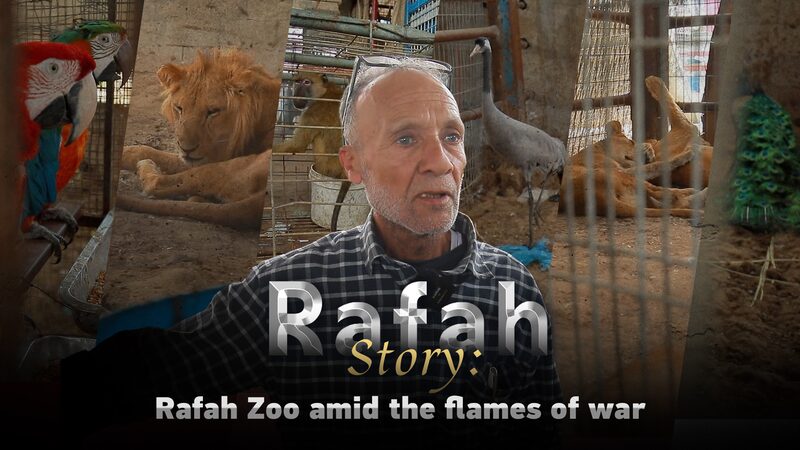 Rafah Zoo’s Brave Stand Amid Gaza Conflict 🦁🔥 Rafah_Zoo_s_Brave_Stand_Amid_Gaza_Conflict___ video poster