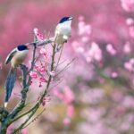 ___Rain_Water_Awakens_Spring_in_China__What_You_Need_to_Know_