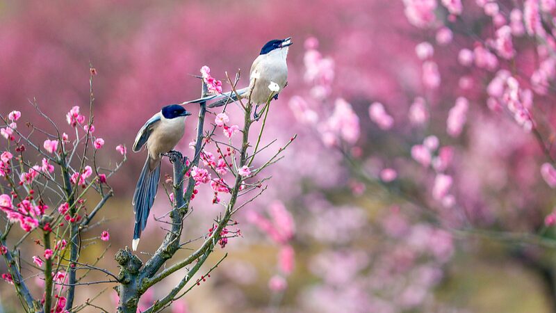 ___Rain_Water_Awakens_Spring_in_China__What_You_Need_to_Know_