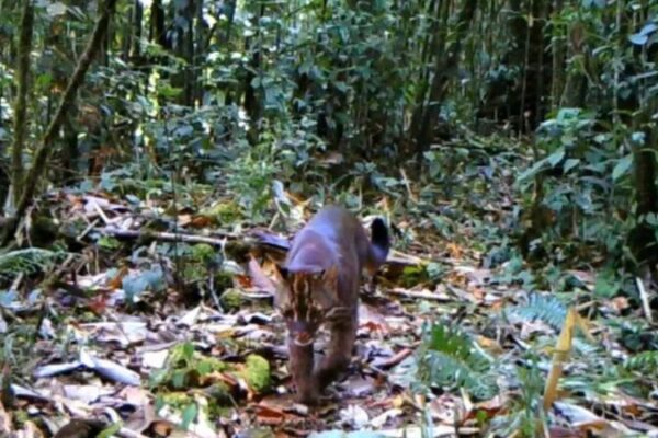 Rare Asian Golden Cat Spotted at Record-Breaking Altitude 🐾 Rare_Asian_Golden_Cat_Spotted_at_Record_Breaking_Altitude__
