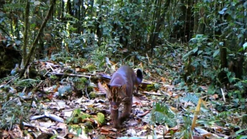 Rare_Asian_Golden_Cat_Spotted_at_Record_Breaking_Altitude__ - 🌍NewspaperAmigo – Your Global News Buddy 🗞️ Rare_Asian_Golden_Cat_Spotted_at_Record_Breaking_Altitude__