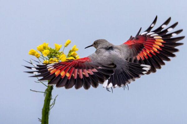 Rare Birds Thrive in Snowy Mountain Paradise 🌨️🐦 Rare_Birds_Thrive_in_Snowy_Mountain_Paradise____