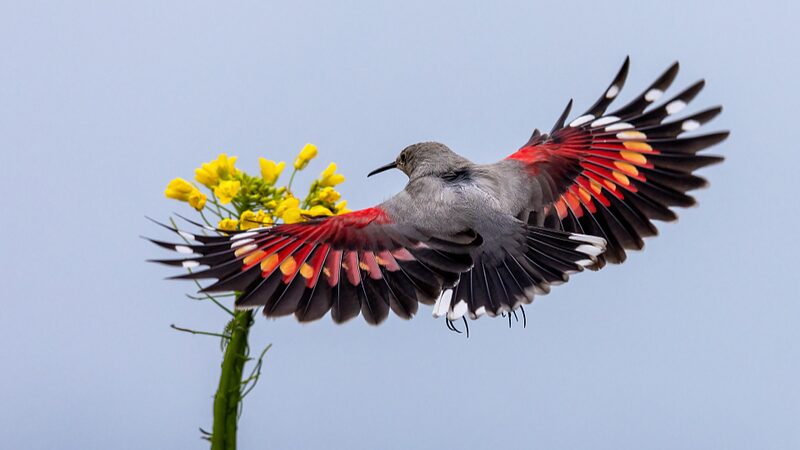 Rare_Birds_Thrive_in_Snowy_Mountain_Paradise____