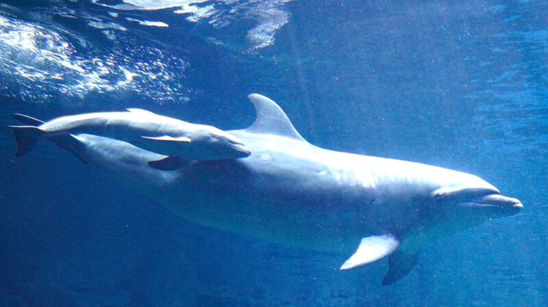 Rare_Dolphin_Hybrid_Makes_Waves_in_Zhengzhou___ - 🌍NewspaperAmigo – Your Global News Buddy 🗞️ Rare_Dolphin_Hybrid_Makes_Waves_in_Zhengzhou___