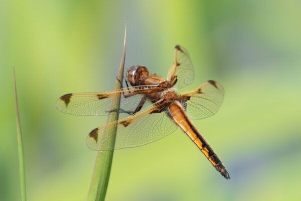 Rare Dragonfly Spotted in Beijing Sparks Hope for Biodiversity 🌿 Rare_Dragonfly_Spotted_in_Beijing_Sparks_Hope_for_Biodiversity__