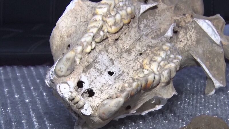 ___Rare_Giant_Panda_Fossil_Unearthed_in_Shaanxi_Cave