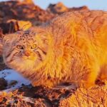 Rare_Golden_Pallas_s_Cat_Spotted_in_Frozen_Hulunbuir____ video poster