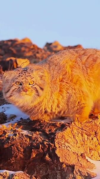 Rare_Golden_Pallas_s_Cat_Spotted_in_Frozen_Hulunbuir_____poster - 🌍NewspaperAmigo – Your Global News Buddy 🗞️ Rare_Golden_Pallas_s_Cat_Spotted_in_Frozen_Hulunbuir____ video poster