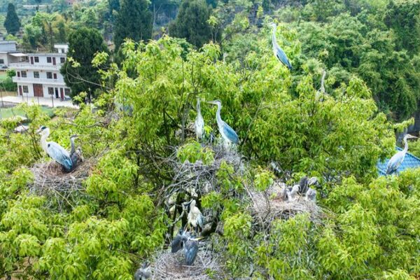 Rare Grey Herons Spotted in Southwest China 🌿📸 Rare_Grey_Herons_Spotted_in_Southwest_China___