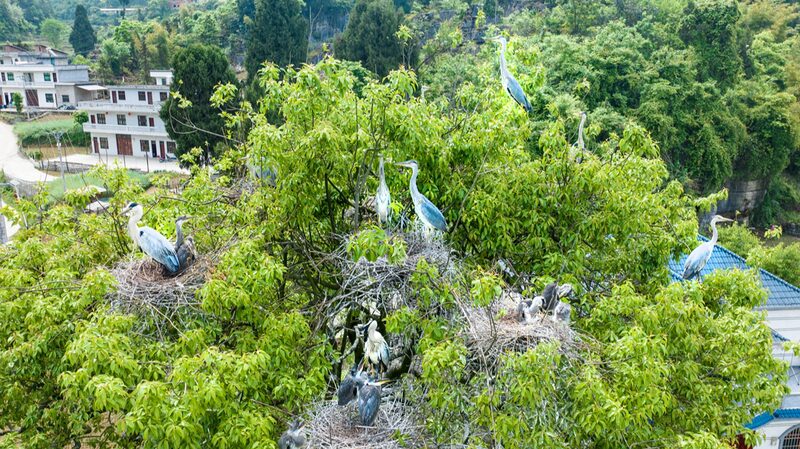 Rare_Grey_Herons_Spotted_in_Southwest_China___ - 🌍NewspaperAmigo – Your Global News Buddy 🗞️ Rare_Grey_Herons_Spotted_in_Southwest_China___