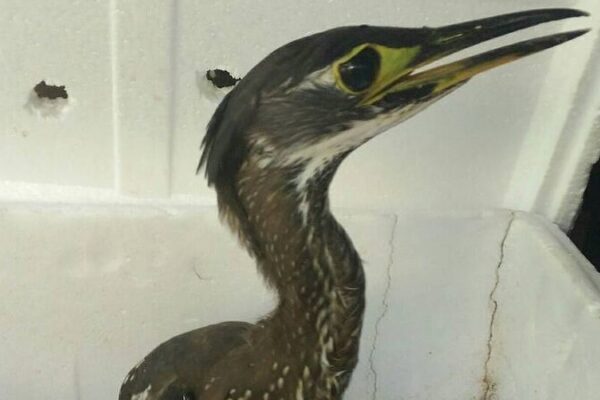 Rare Heron Spotted in SW China! 🦢 Conservation Win? Rare_Heron_Spotted_in_SW_China____Conservation_Win_