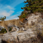 Rare_Leopards_Spark_Hope_in_China_s_Taihang_Mountains___