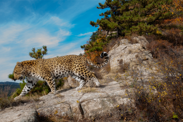 Rare Leopards Spark Hope in China’s Taihang Mountains 🌿🐆 Rare_Leopards_Spark_Hope_in_China_s_Taihang_Mountains___