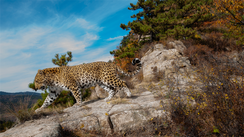 Rare_Leopards_Spark_Hope_in_China_s_Taihang_Mountains___ - 🌍NewspaperAmigo – Your Global News Buddy 🗞️ Rare_Leopards_Spark_Hope_in_China_s_Taihang_Mountains___