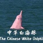 Rare_Pink_Dolphins_Take_the_Spotlight_in_New_CMG_Documentary___ video poster