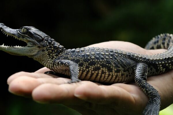 Rare Siamese Crocodile Comeback: 60 Hatchlings Emerge in Cambodia 🐊🌿 Rare_Siamese_Crocodile_Comeback__60_Hatchlings_Emerge_in_Cambodia___