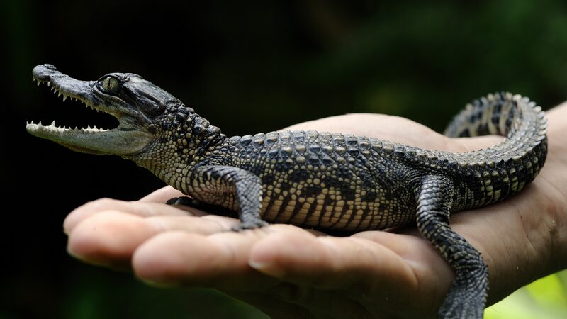 Rare_Siamese_Crocodile_Comeback__60_Hatchlings_Emerge_in_Cambodia___