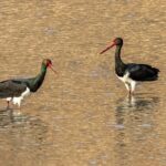 Rare_Storks_Spotted_in_North_China_Wetland___