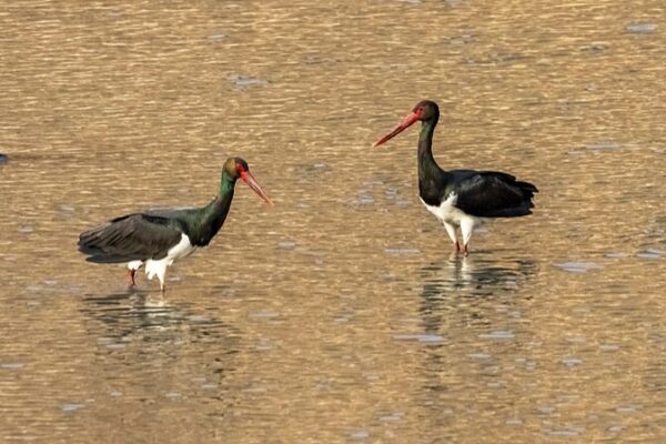Rare Storks Spotted in North China Wetland 🌿🦢 Rare_Storks_Spotted_in_North_China_Wetland___