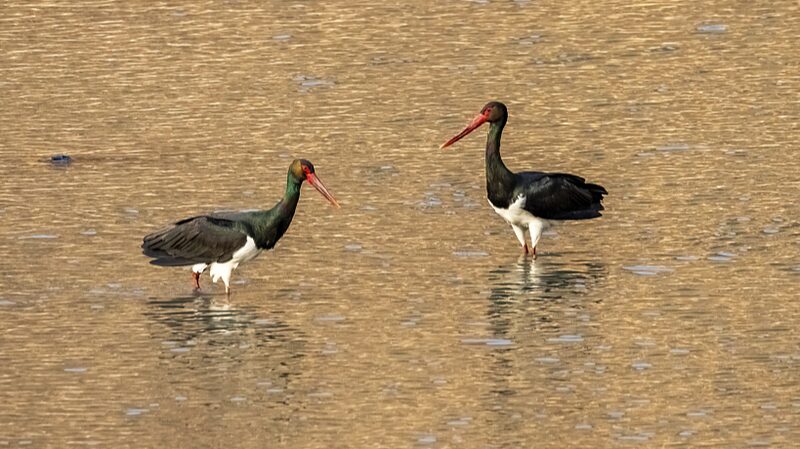Rare_Storks_Spotted_in_North_China_Wetland___ - 🌍NewspaperAmigo – Your Global News Buddy 🗞️ Rare_Storks_Spotted_in_North_China_Wetland___