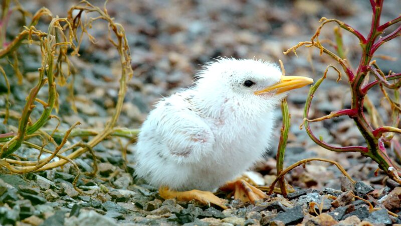 Rare_Terns_Fight_for_Survival_in_East_China_s_Wetlands___ video poster